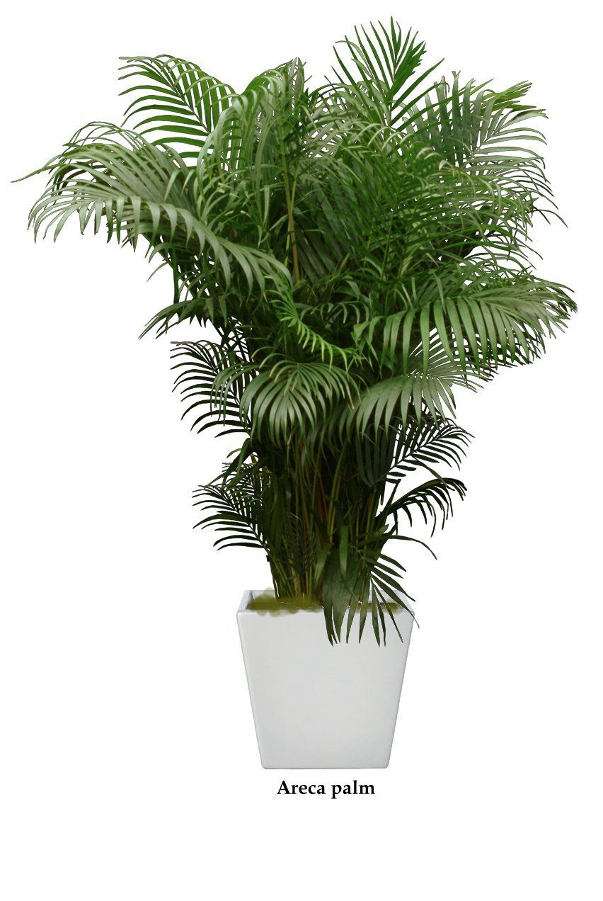 Areca palm -  Plantscaping.net